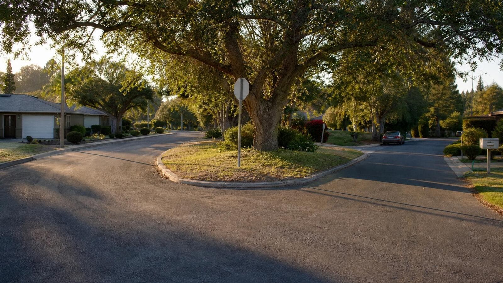 A quiet residential street forking around an old oak tree at golden hour.