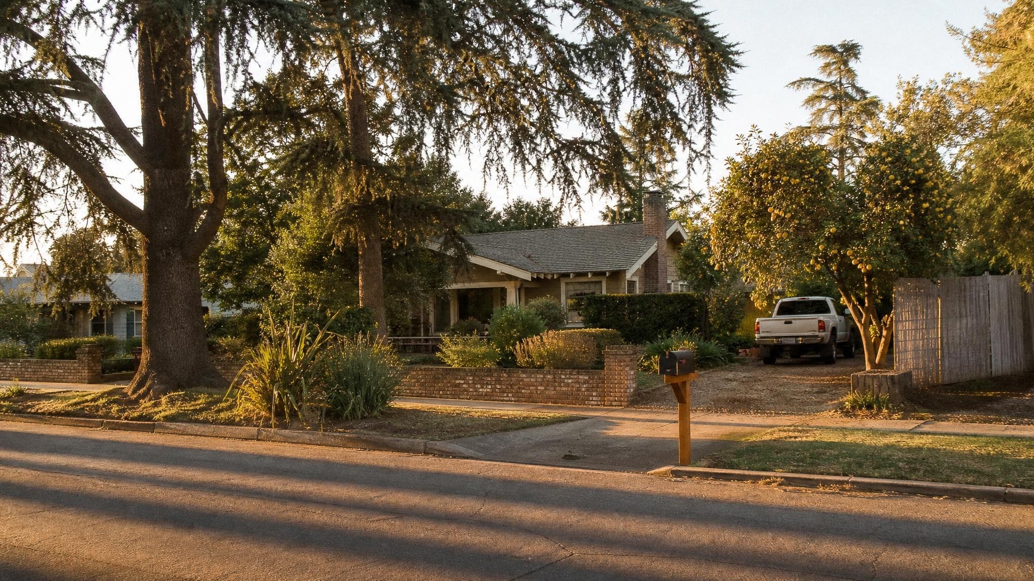 A large-lot Old Fig Garden street in Fresno at golden hour, with a ranch home set behind mature cedars and a citrus tree heavy with fruit.