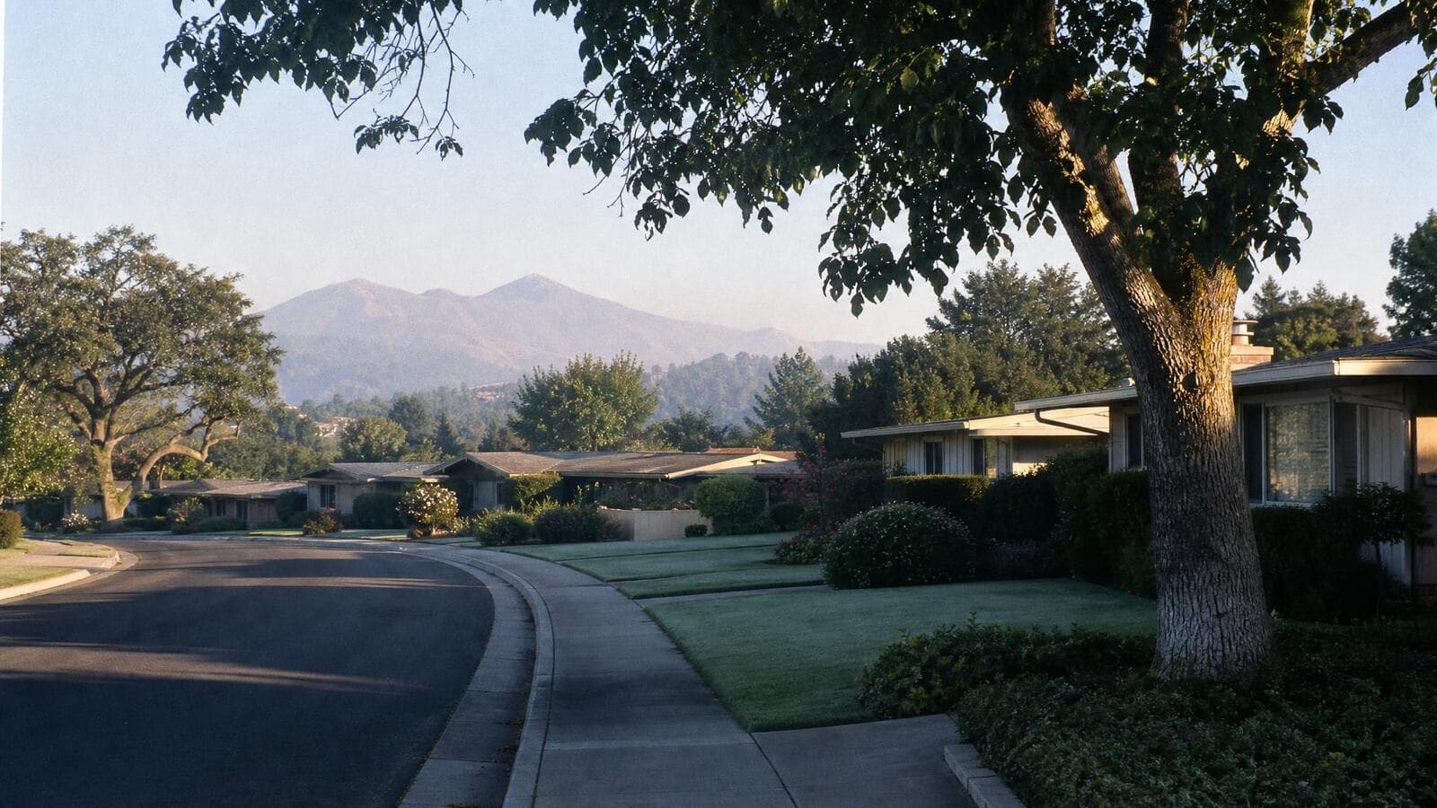 A curving Walnut Creek residential street of mid-century homes under mature valley oaks, with Mount Diablo's twin summits rising in soft morning haze.